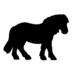 Shetland Pony