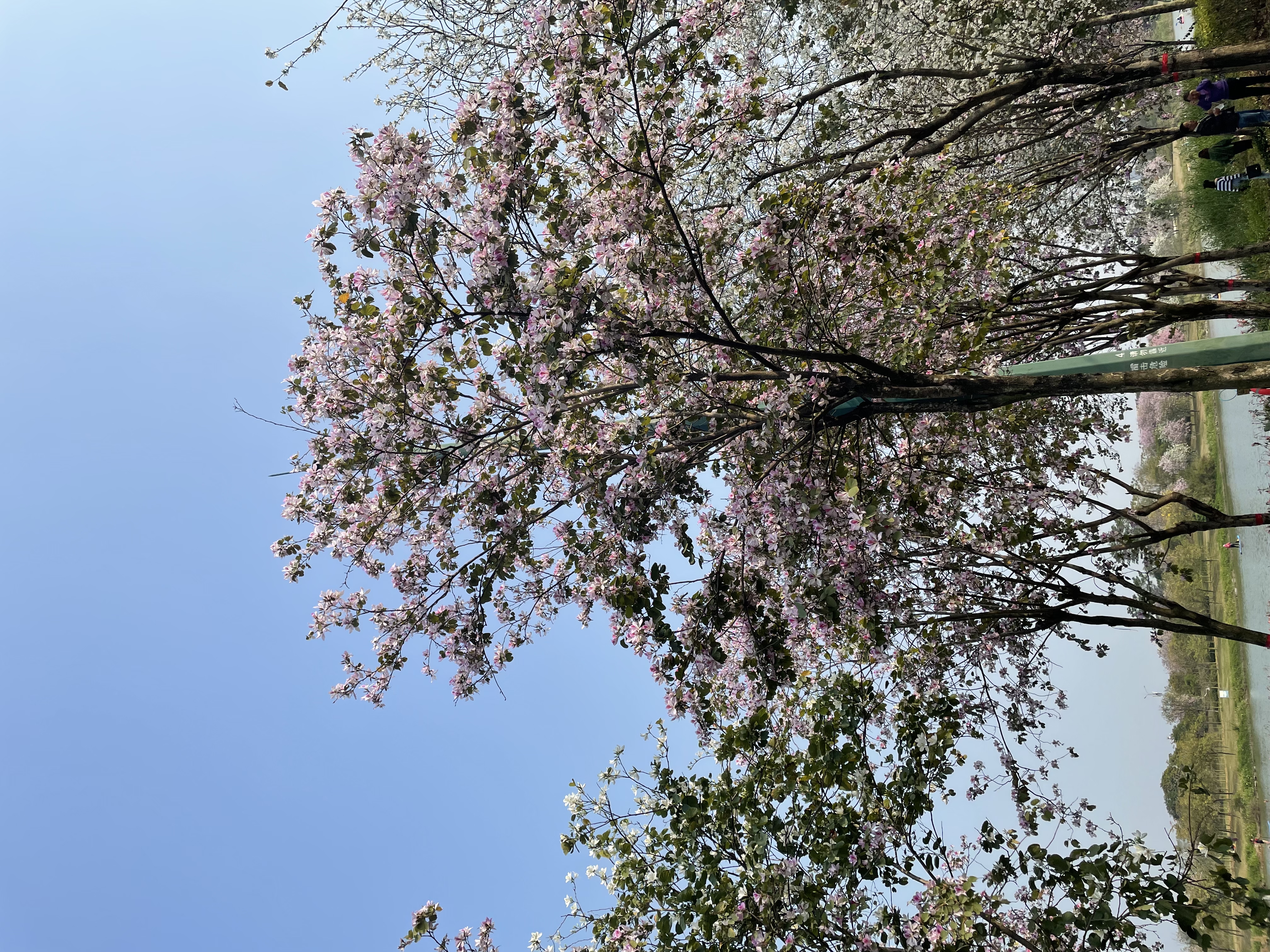 [Copy]-8-勿删-大大大商品-极端商品-500sku-%^&8990004457890#$$%^&*@#%%^&&*())(**&^%$!@#$%^&*()#$%^&*(($%^&*()$%^&*(#$%^&*()#$%^&*()Plaid Printed Splicing Car Heart T-Shirt Valentine's Day women fashion pure cotton casual lover gift young hipster tees art tops