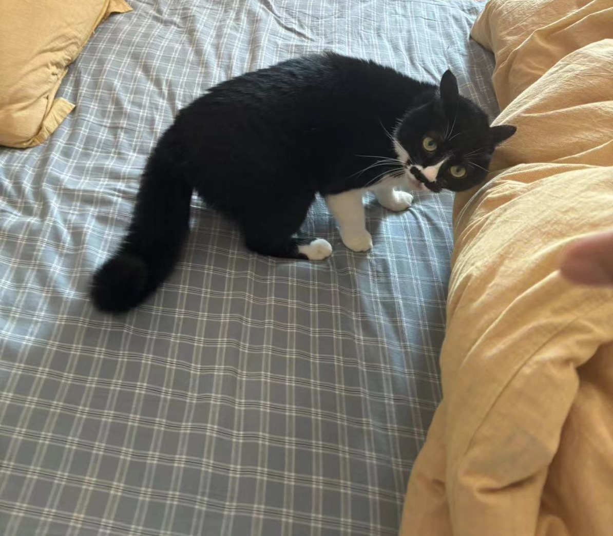 多规格--普通商品2