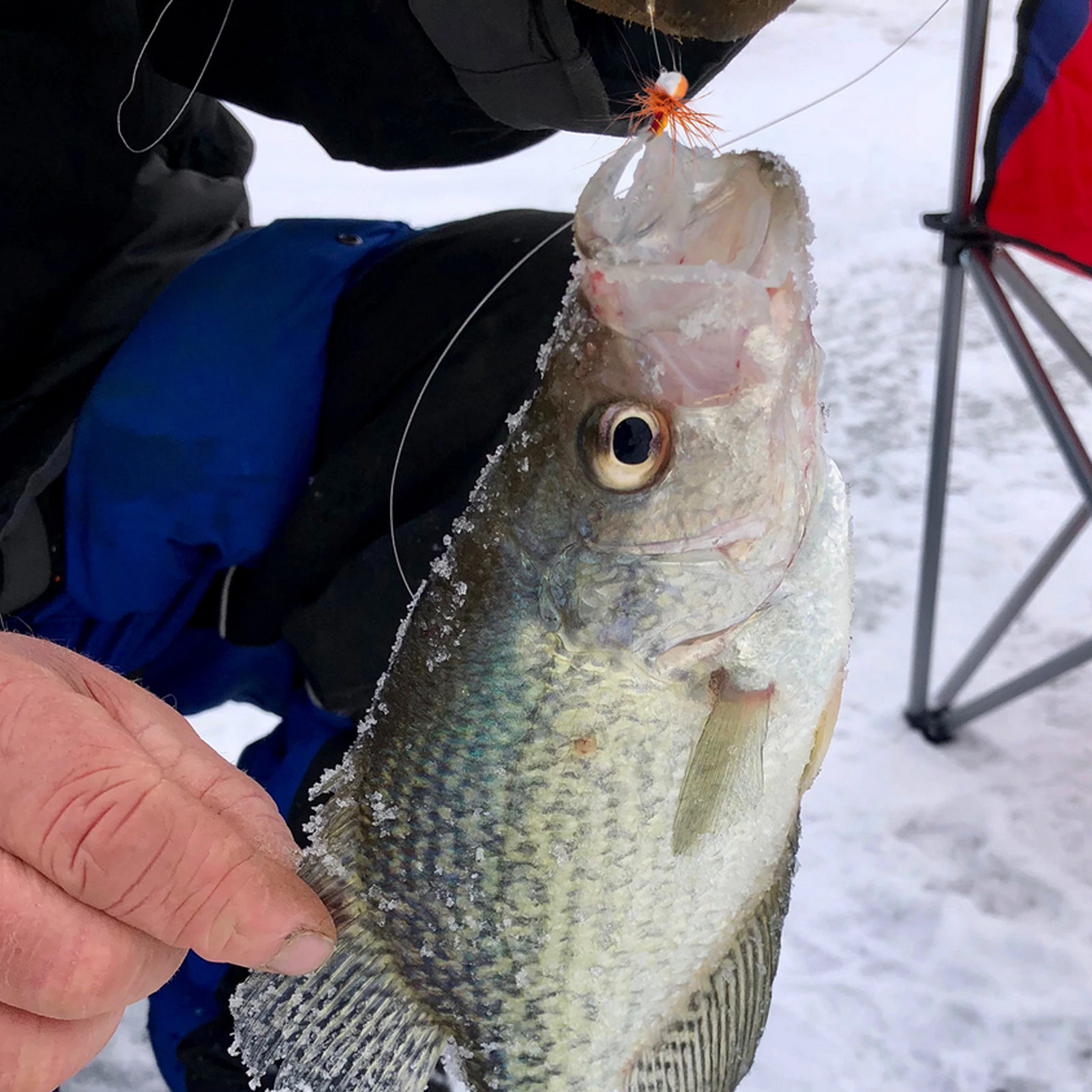 FREE FISHER Fishing Flies Set with Fly Box Squirmy Worm Nymph Flies Hooks Feather Fly Fishing Baits Tungsten Head Sharp Fishhook for Freshwater