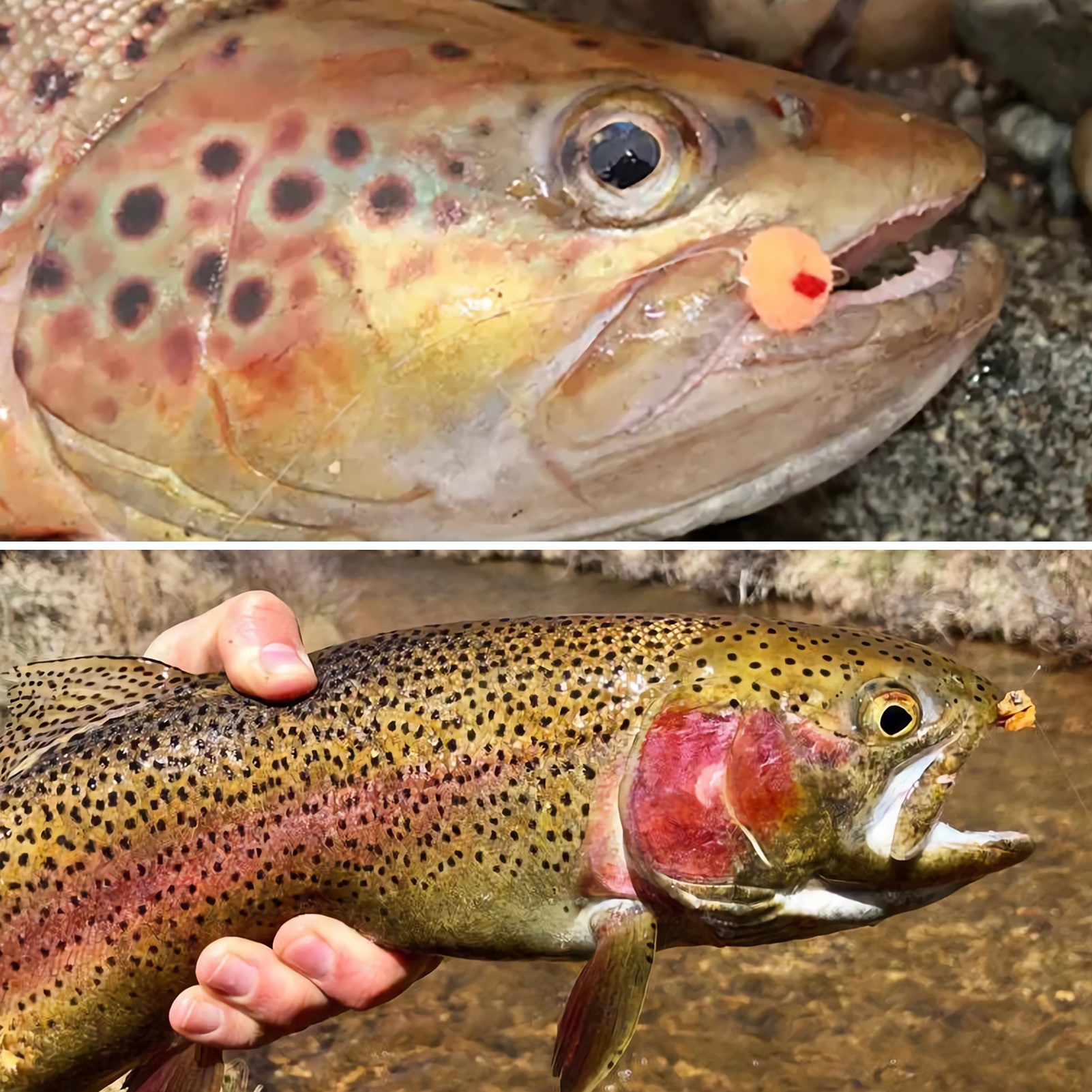 FREE FISHER Fishing Flies Set with Fly Box Squirmy Worm Nymph Flies Hooks Feather Fly Fishing Baits Tungsten Head Sharp Fishhook for Freshwater