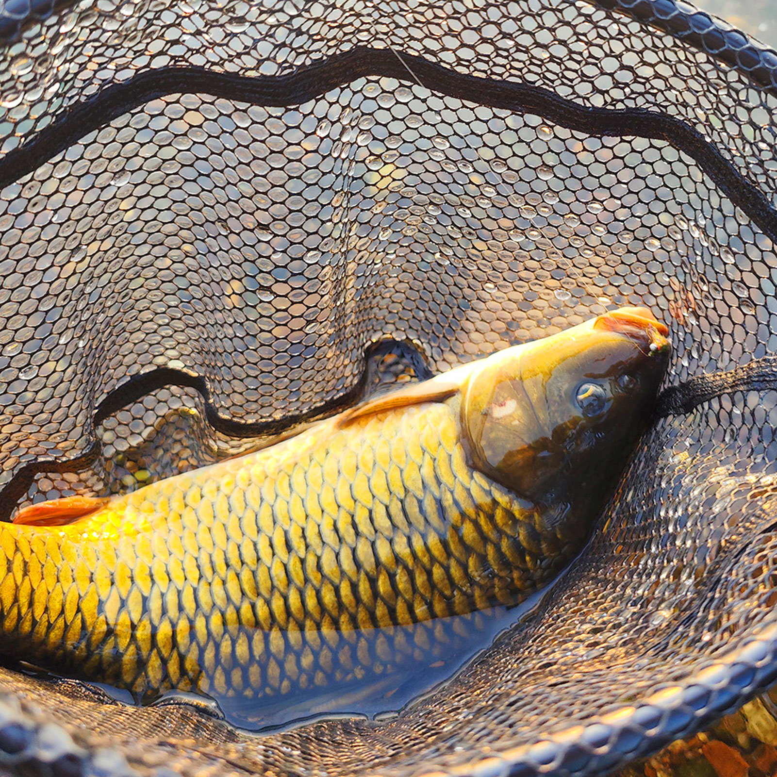 FREE FISHER Fishing Flies Lure Kit,Fly Fishing Feather Baits,Mixed Nymph  Wet/Dry Flies,Streamers Artificial Baits Fly Hooks Box