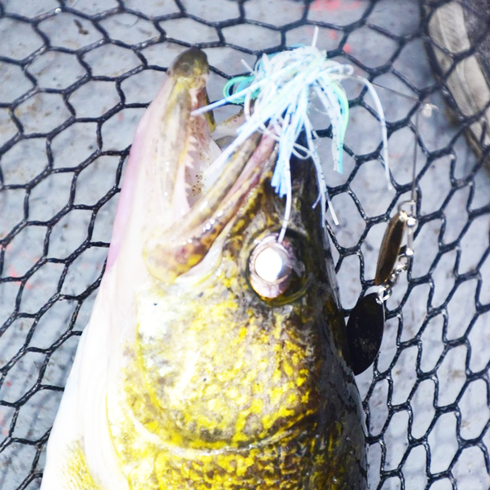 FREE FISHER 76pcs/Box Metal Sequins Fishing Spoon Lures Accessories,Spinner Blades Baits,DIY Fishing Rigs,Making Lures Supplies for Freshwater/Saltwater