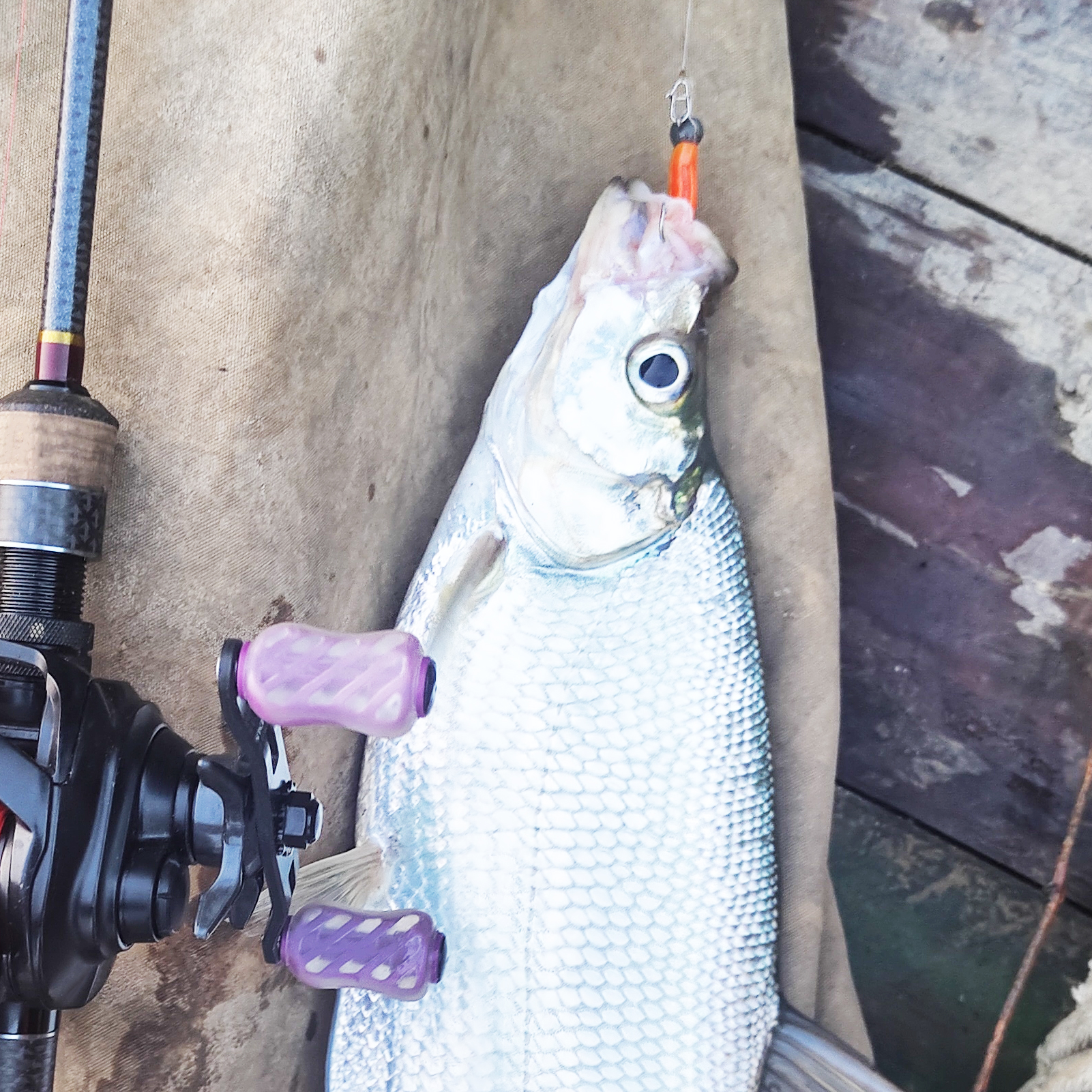 FREE FISHER 100pcs/Box Fishing Soft Plastic Lures,Paddle Tail Swimbaits,2.8in 0.08oz Fishing Baits for for Bass Trout Walleye