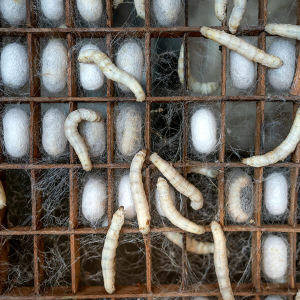 حصاد الشرانق