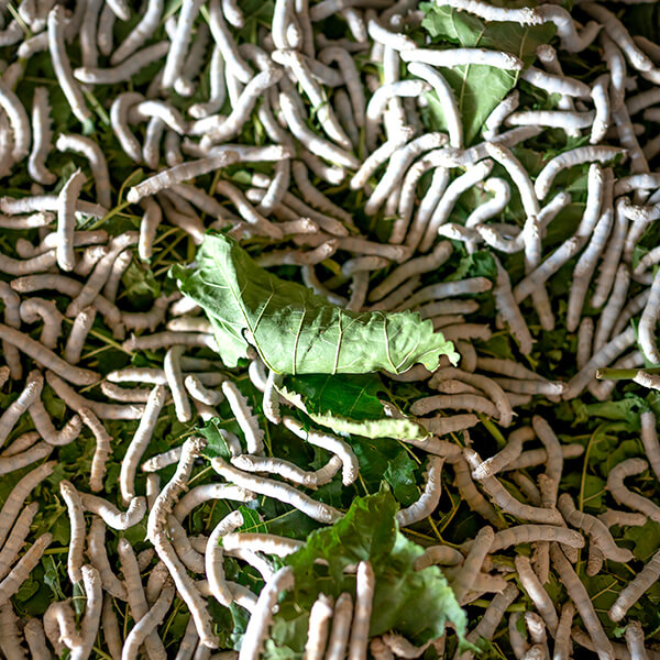 تربية ديدان القز