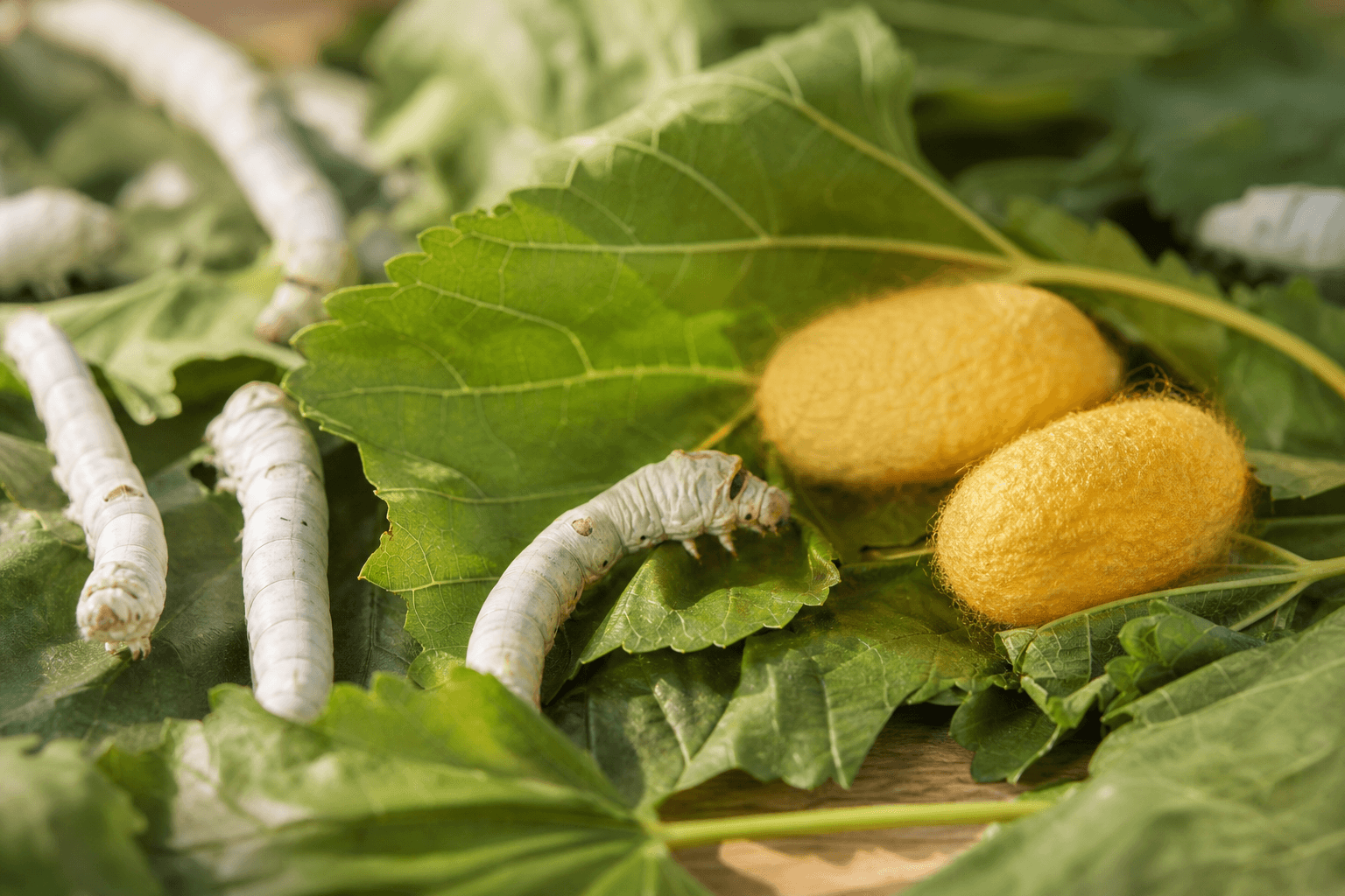 Silkworms feeding on mulberry leaves with golden cocoons nearby