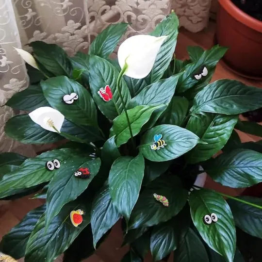 Plant Magnets Eyes for Potted Plants