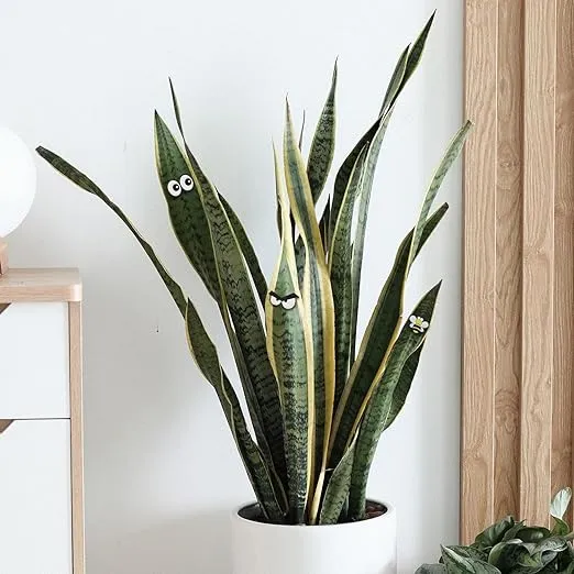Plant Magnets Eyes for Potted Plants