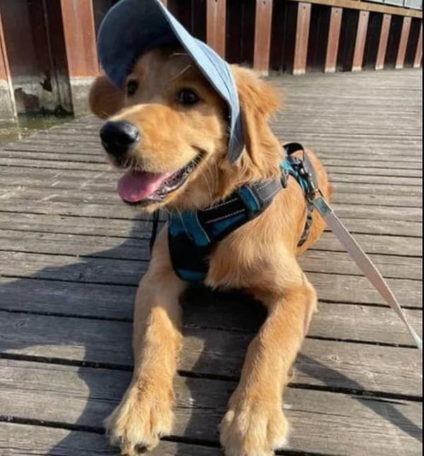 🎁LAST DAY SALE-49% OFF🎁Doggo Hat