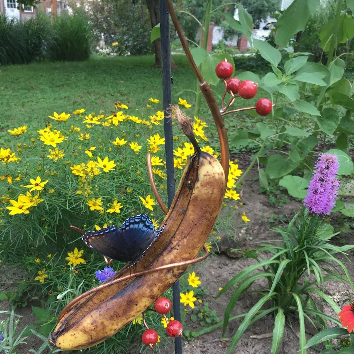 🦋Butterfly Banana Hammock