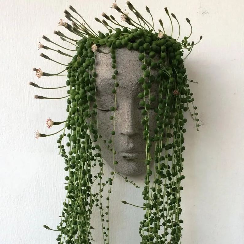 (🔥HOT SALE NOW 49% OFF) - Plant Faces