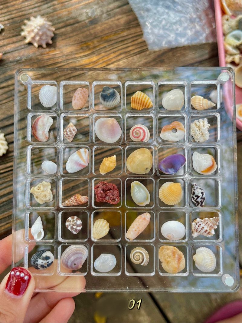 🌊Shell Specimens & Acrylic Display Case with 36 Compartments🐚
