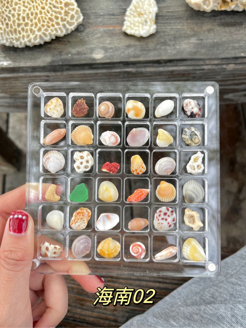 Earth Day Promotion-49%OFF🌊Shell Specimens & Acrylic Display Case🐚