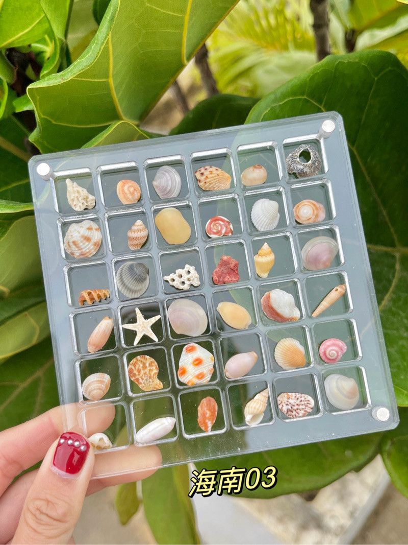 🌊Shell Specimens & Acrylic Display Case with 36 Compartments🐚