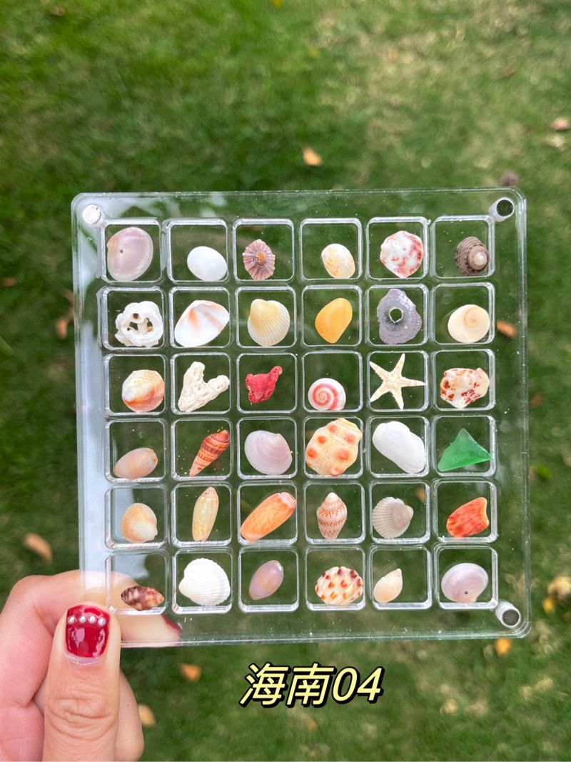 🌊Shell Specimens & Acrylic Display Case with 36 Compartments🐚