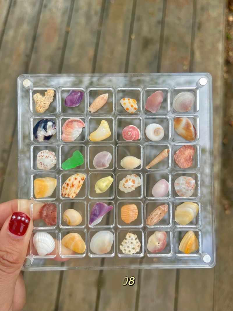 🌊Shell Specimens & Acrylic Display Case with 36 Compartments🐚
