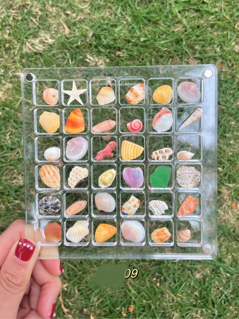 🌊Shell Specimens & Acrylic Display Case with 36 Compartments🐚
