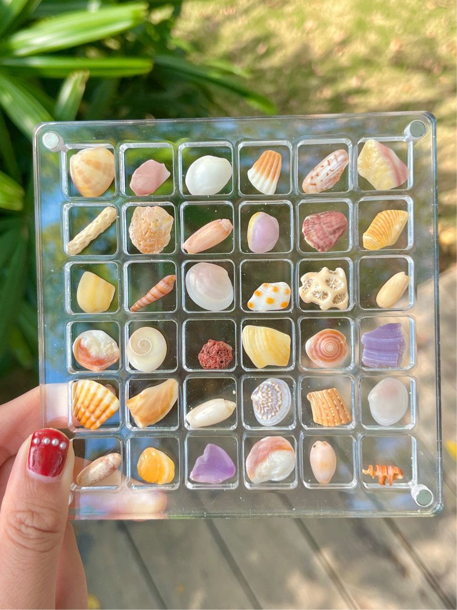 🌊Shell Specimens & Acrylic Display Case with 36 Compartments🐚