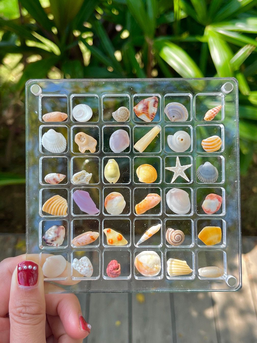 🌊Shell Specimens & Acrylic Display Case with 36 Compartments🐚