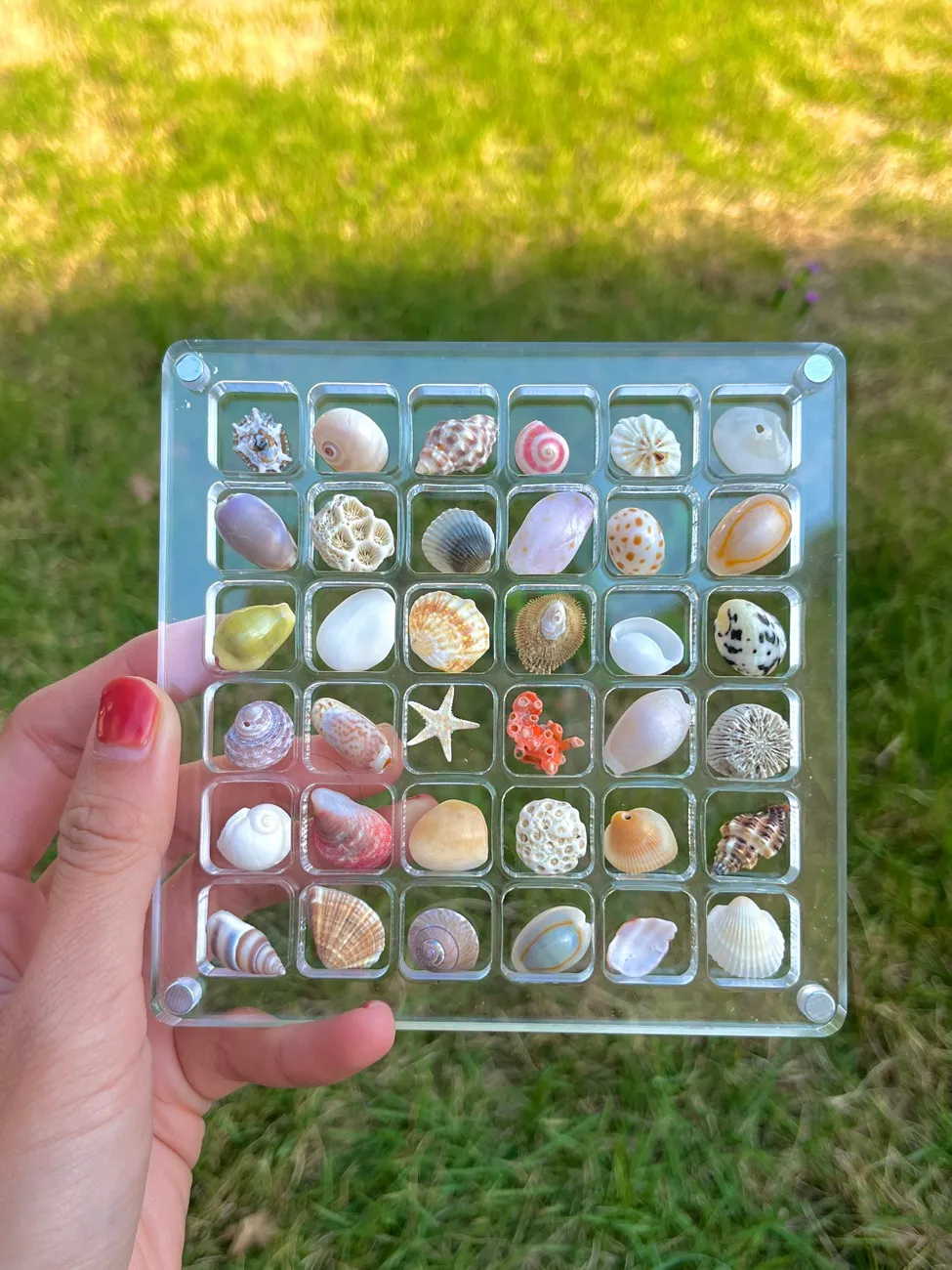 🌊Shell Specimens Acrylic Display Case with 36 Compartments🐚