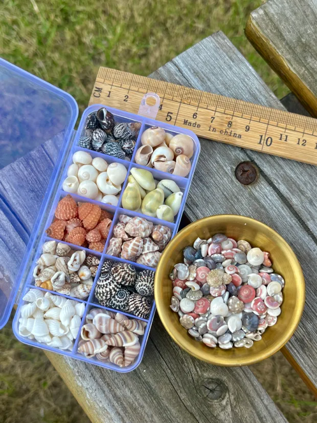🌊Shell Specimens Acrylic Display Case with 36 Compartments🐚