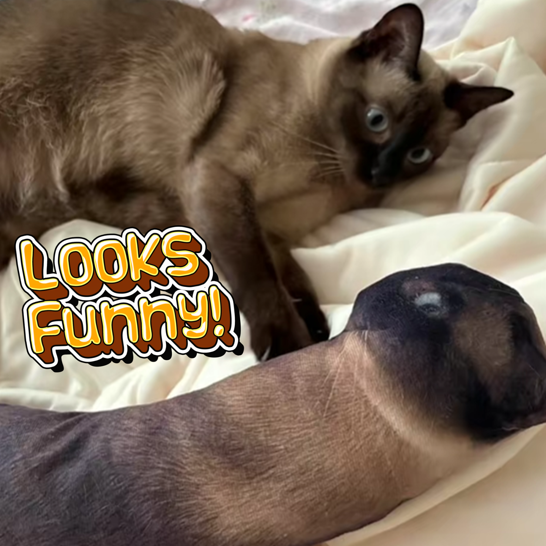 Custom Ugly Pet Pillow from Photo - Funny Dog Pillow Cat Pillow with Picture