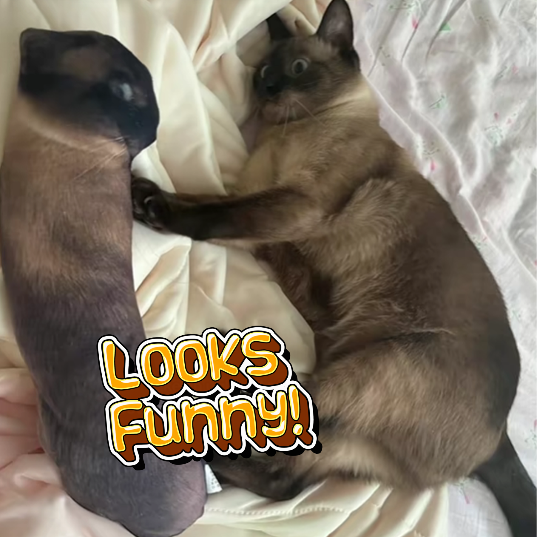 Custom Ugly Pet Pillow from Photo - Funny Dog Pillow Cat Pillow with Picture