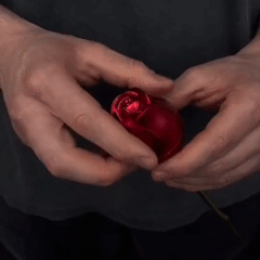 Everlasting Beauty of the Rose