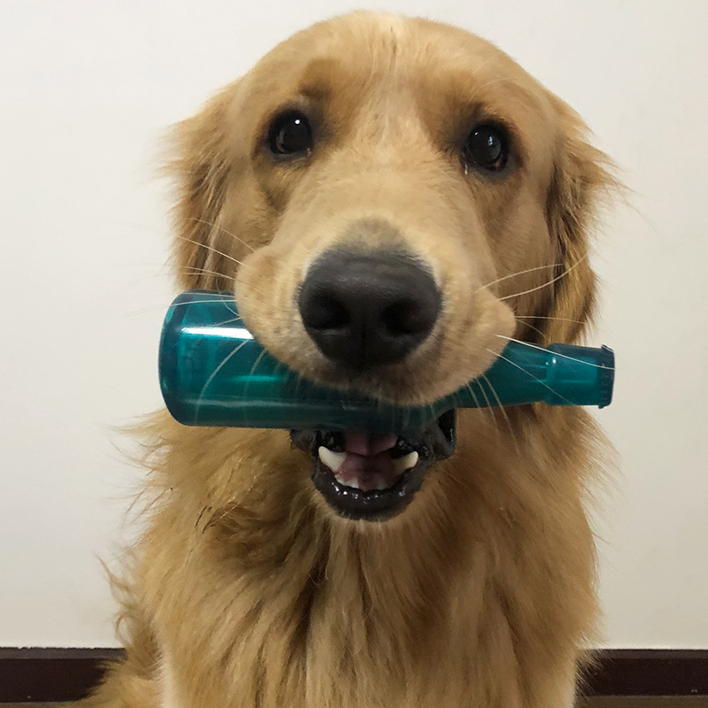 Pet Bottle Interactive Toy