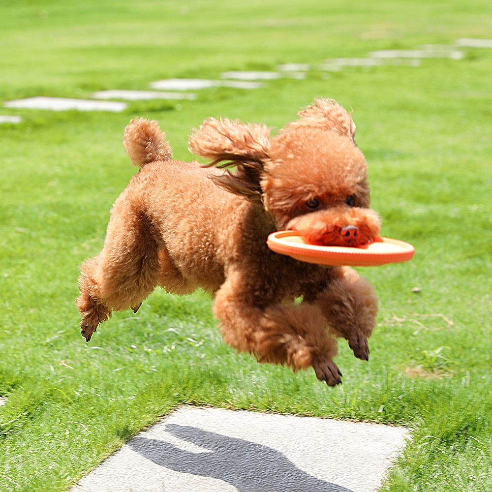 Frisbee Bite Resistant Training Dog Toys