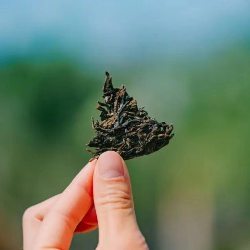 What is Gushu PuErh Tea?-TeaTsy Official Website