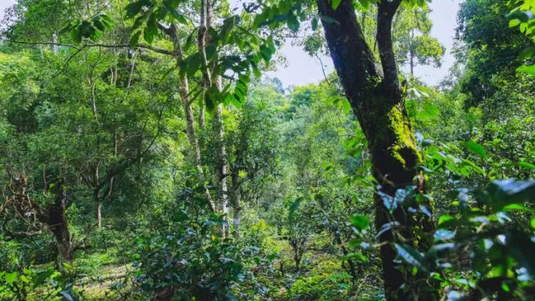 What is Gushu Puerh?