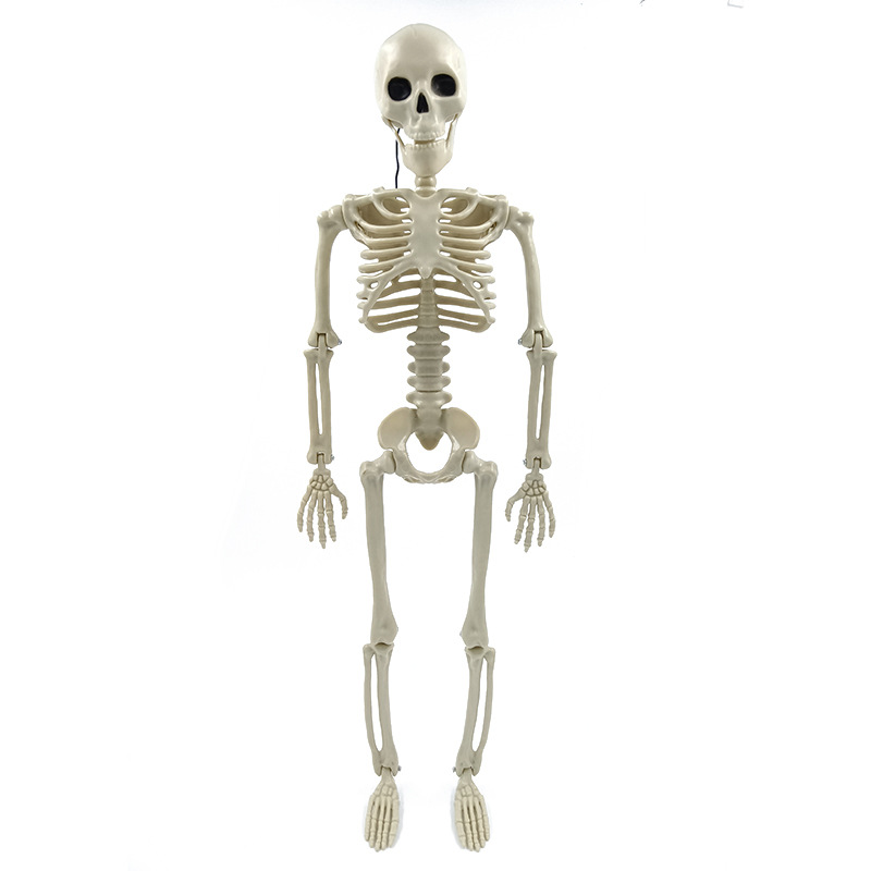 60cm skeleton