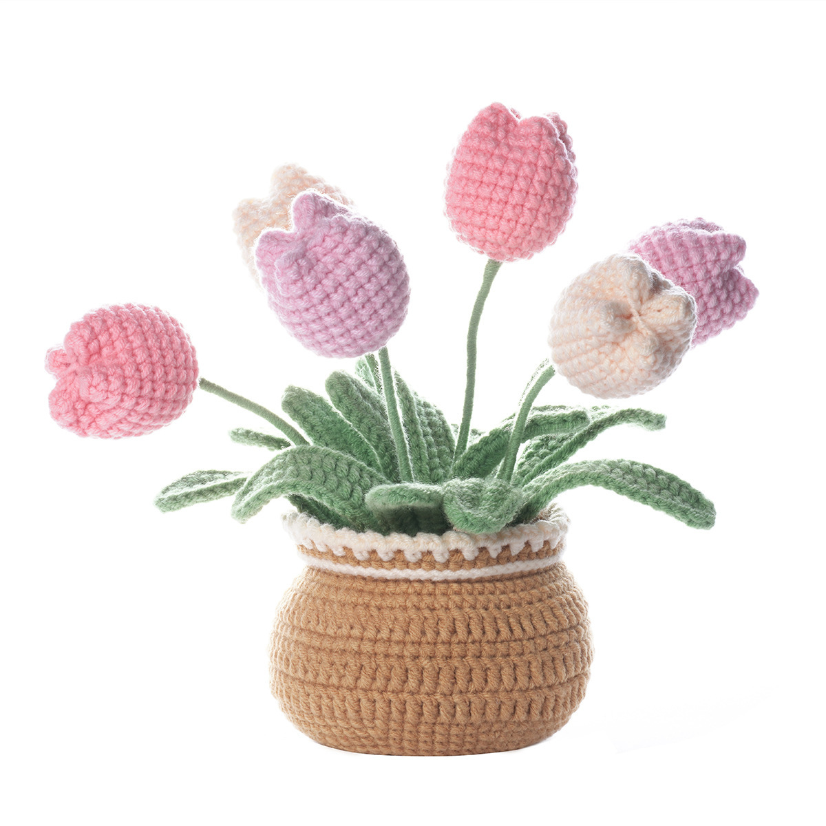 Tulip potted plant