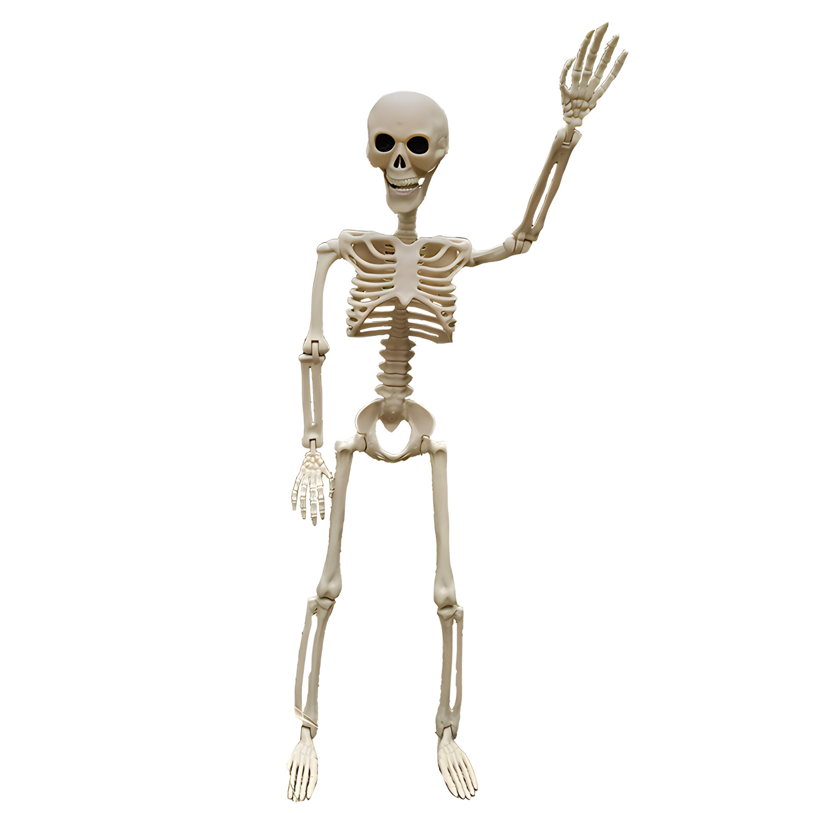 90cm skeleton