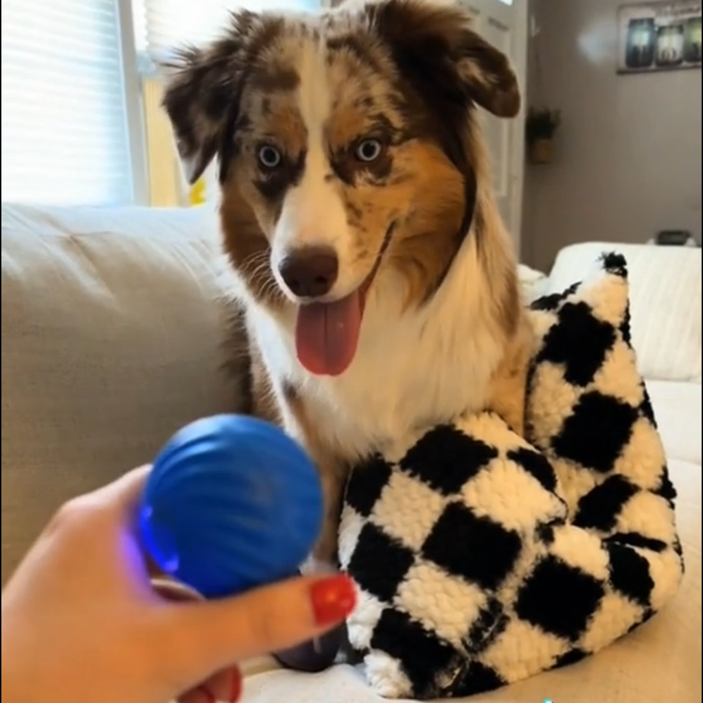 Smart Interactive Pet Ball for Pets