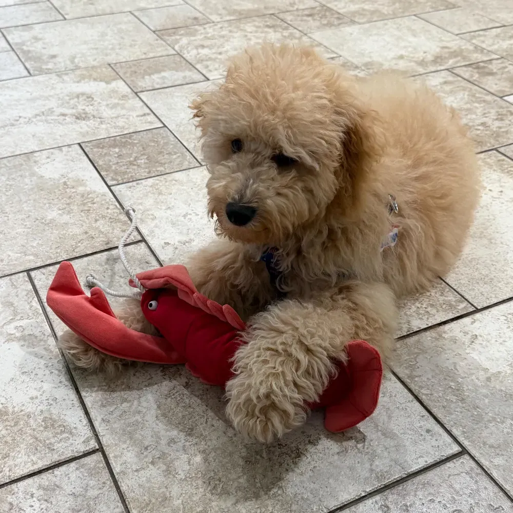 Plush Lobster Dog Toy, Squeaky Interactive Plush Toy for Medium & Large Dogs, Durable Ocean Animal Chew Toy