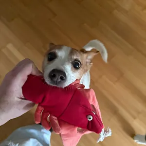 Plush Lobster Dog Toy, Squeaky Interactive Plush Toy for Medium & Large Dogs, Durable Ocean Animal Chew Toy