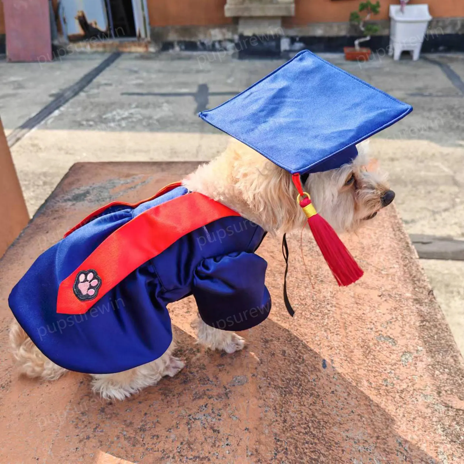Custom Pet Graduation Outfit Set – XS–5XL Available