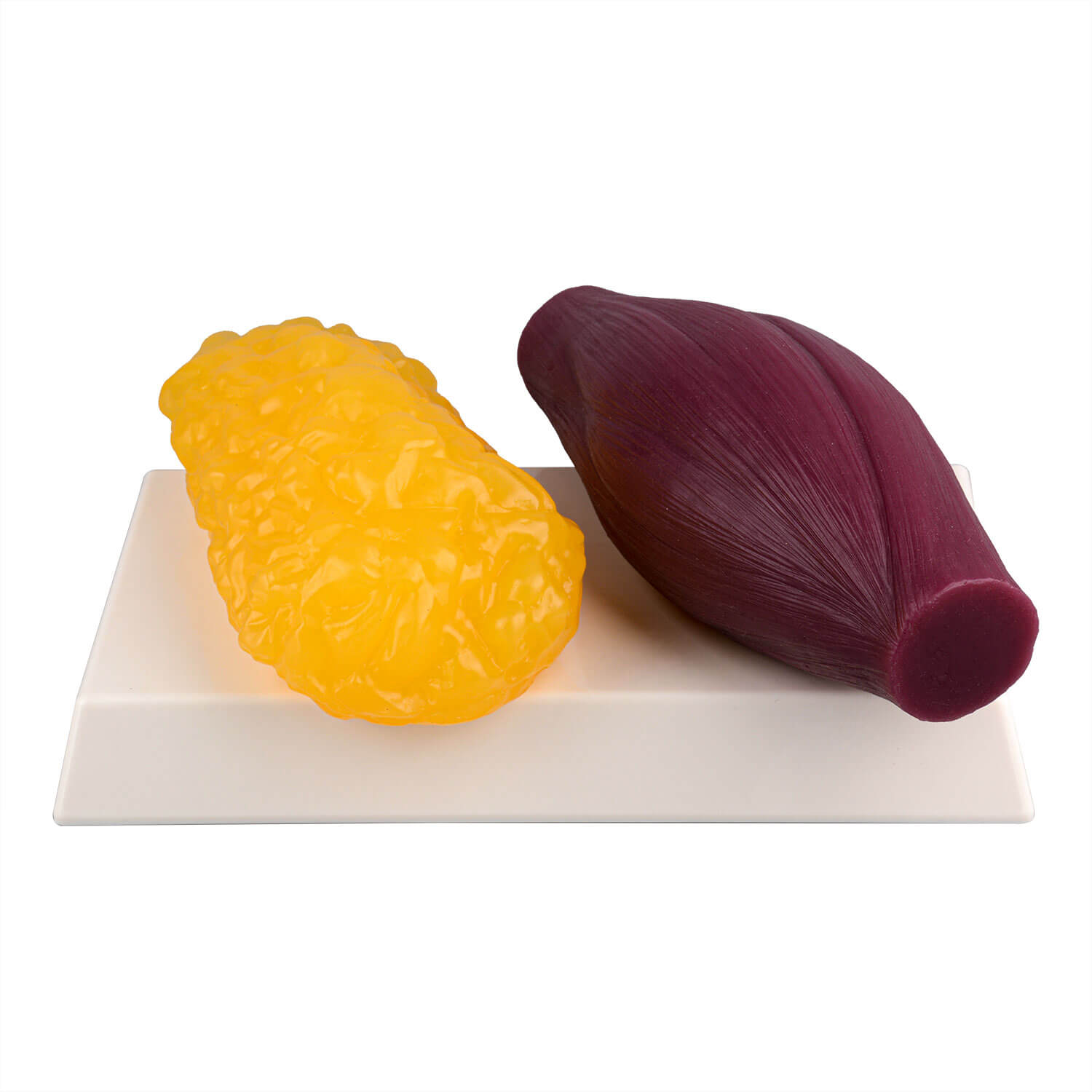 1 Pound of Fat Replica and Muscle Replica