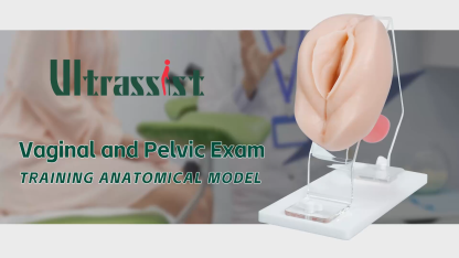 Vaginal & Cervical Exam Trainer with Speculum for Pap Smear Practice