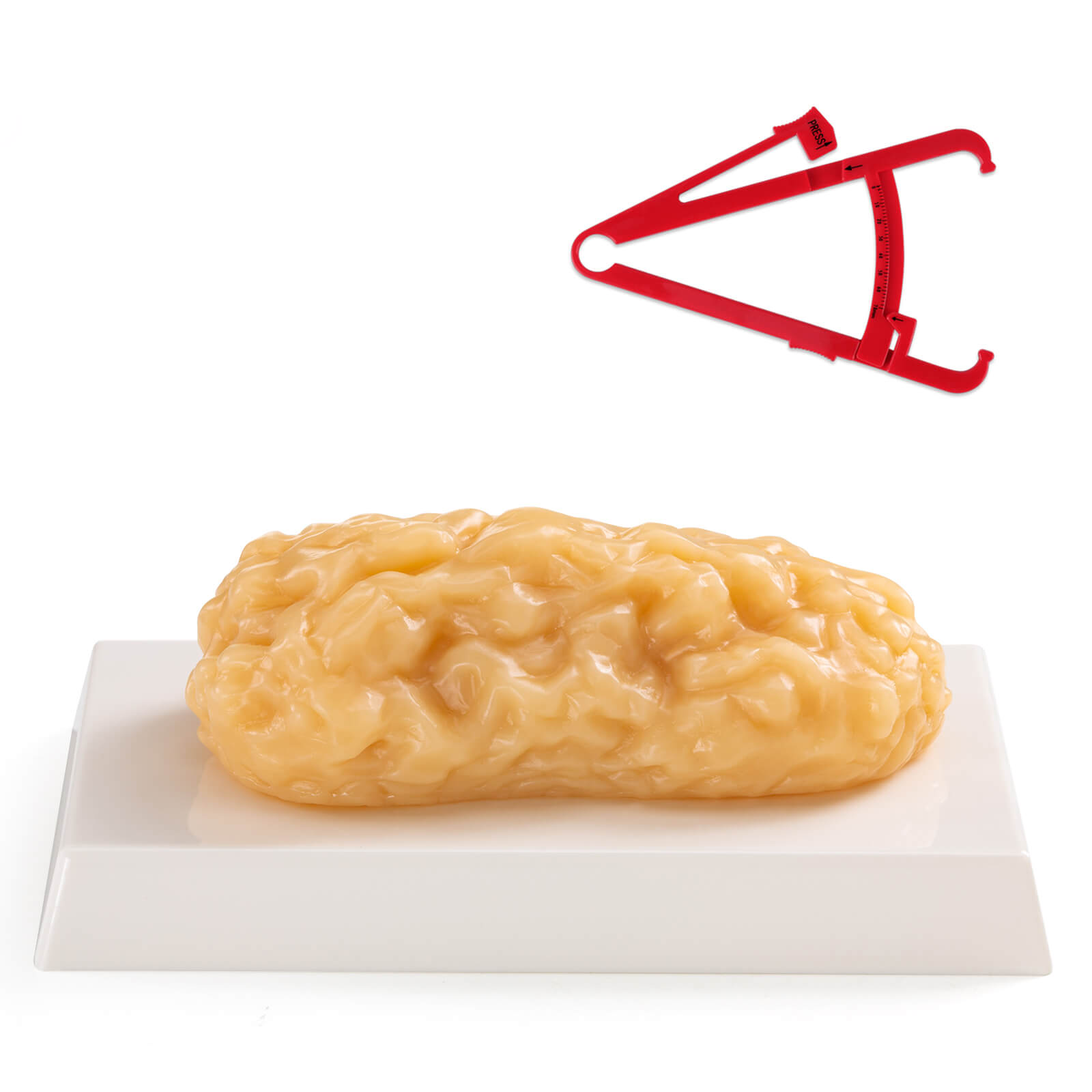 Ultrassist Human Body Fat Model (1, 2.5 & 5 lb) – Lifelike Fat Replicas for Fitness Training