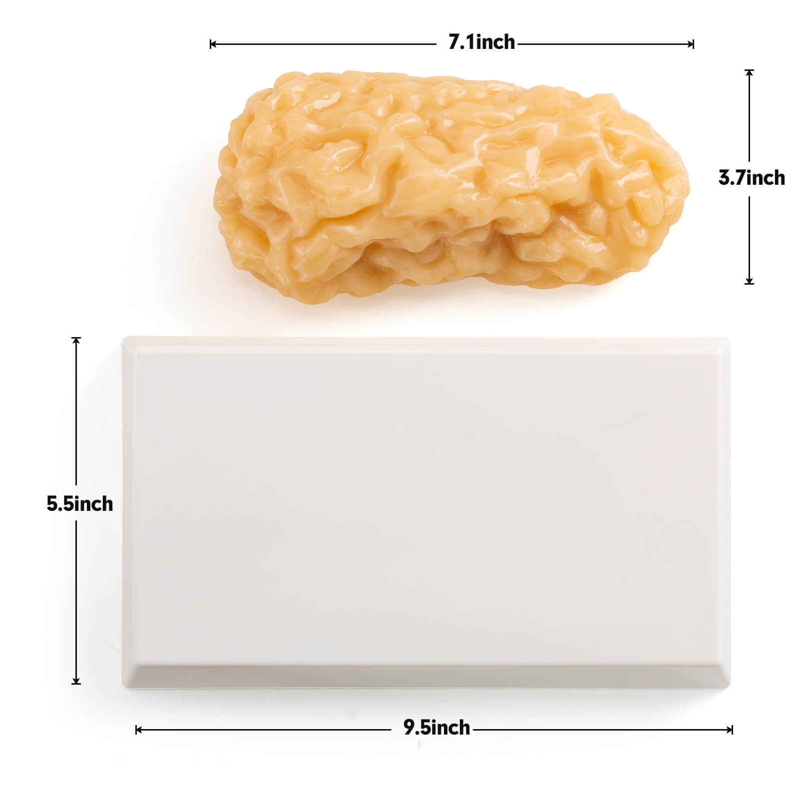 Ultrassist Human Body Fat Model (1, 2.5 & 5 lb) – Lifelike Fat Replicas for Fitness Training