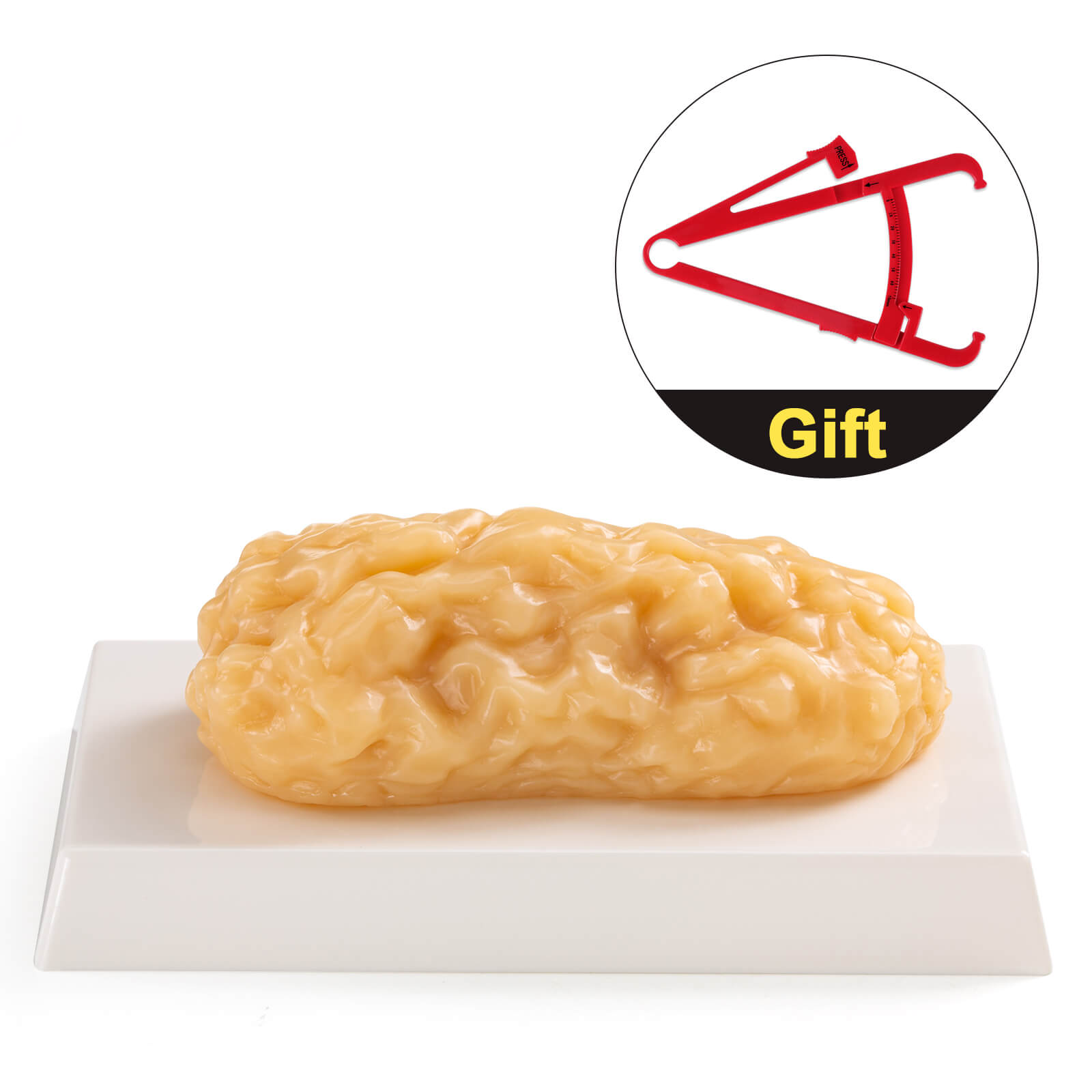 Ultrassist Human Body Fat Model (1, 2.5 & 5 lb) – Lifelike Fat Replicas for Fitness Training