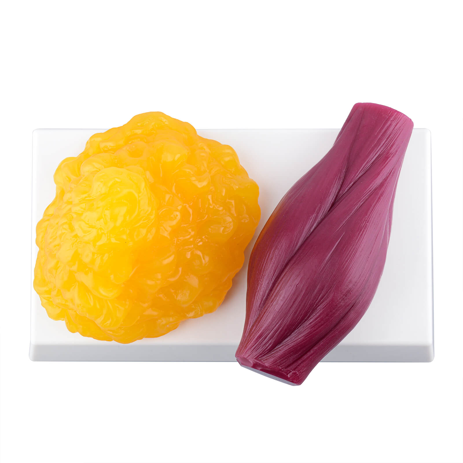 Ultrassist 1lb Fat Replica and 1lb Muscle Replica, Yamagata