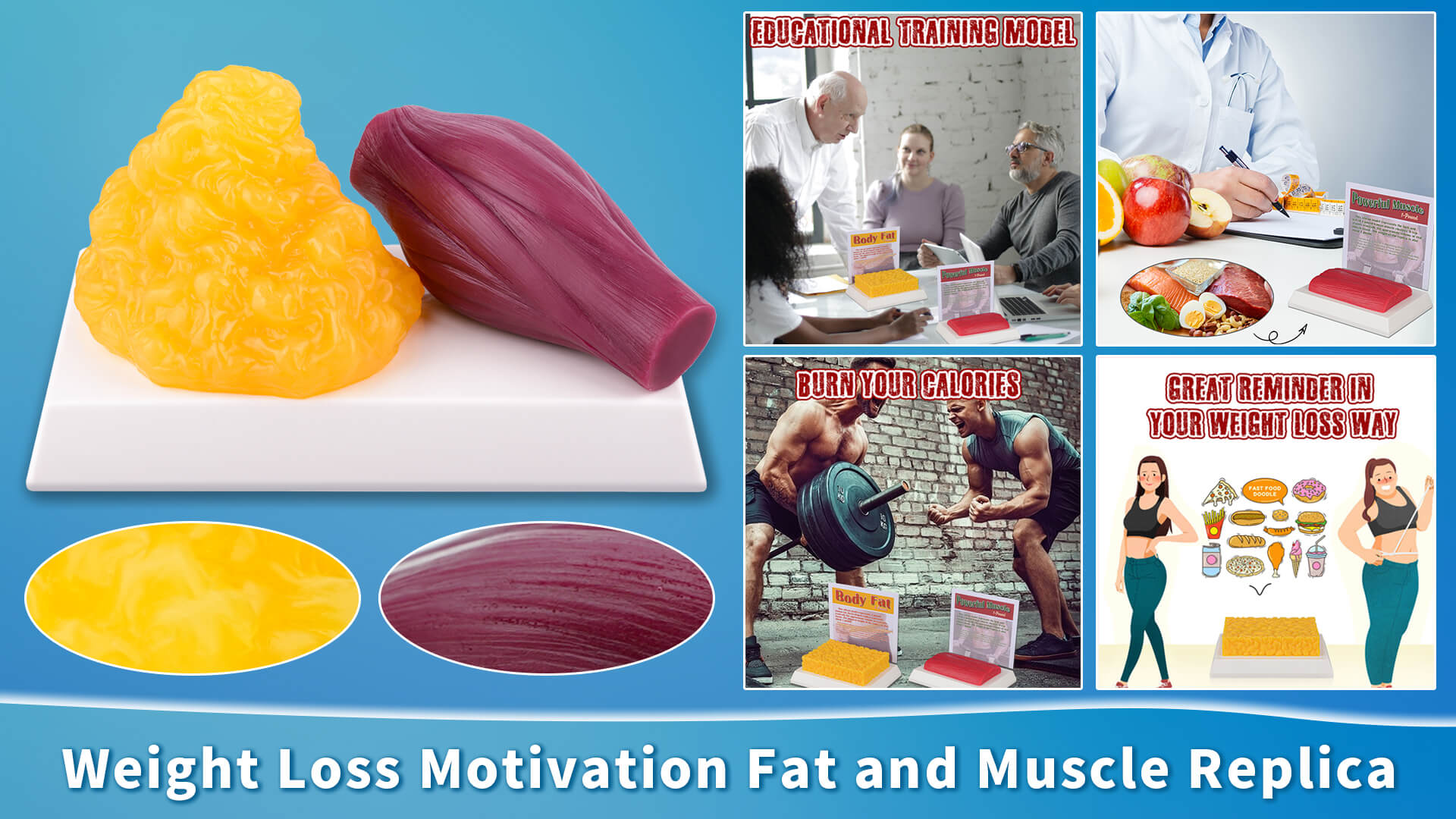 {"default":"1lb Fat vs 1lb Muscle Replica - Great Motivator for Fitness"}