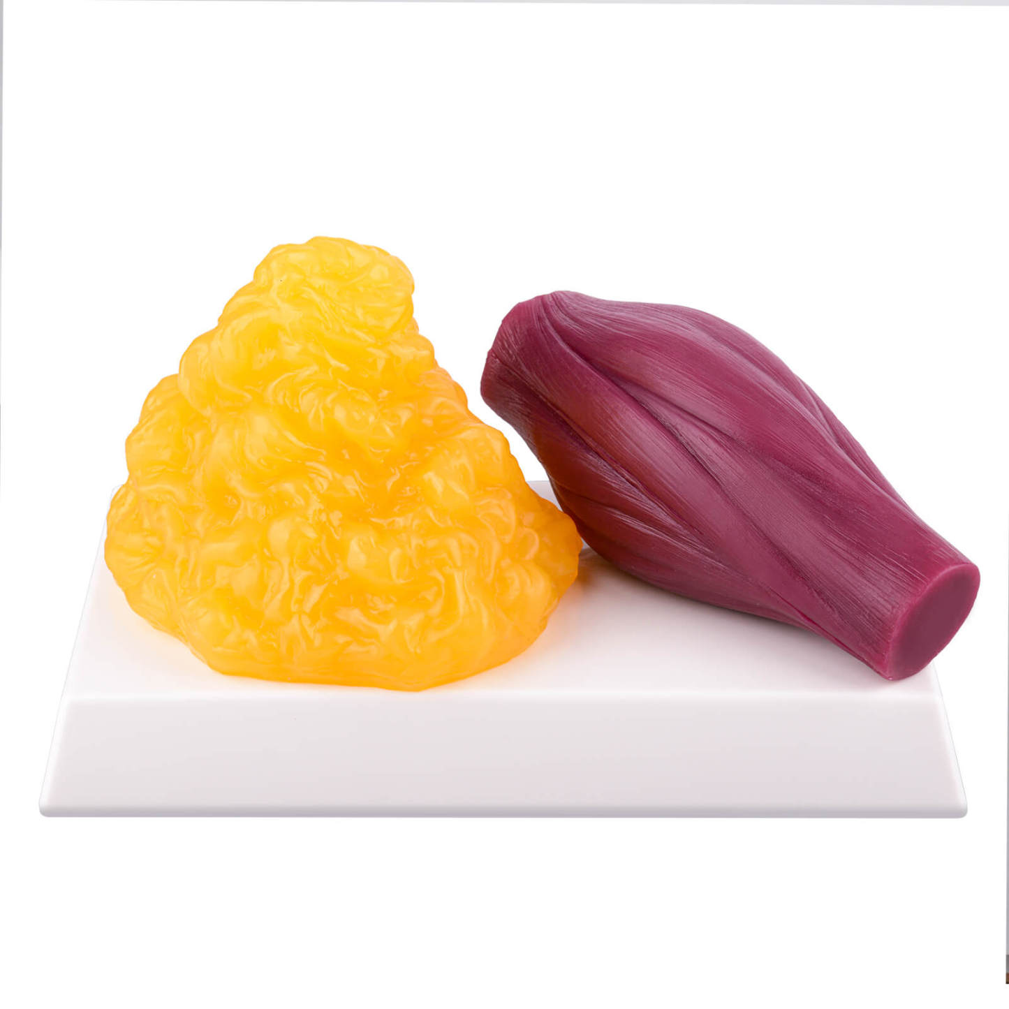 1lb Fat and Muscle Replica, Yamagata