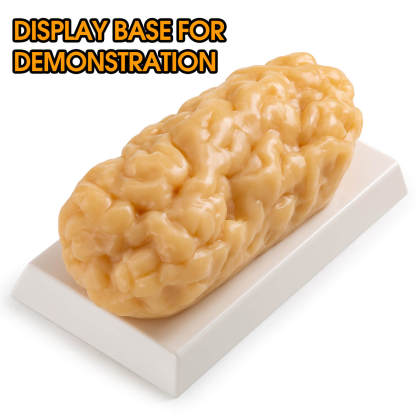 Ultrassist 2.5 lb Fat Replica Model for Fitness Room Demonstration