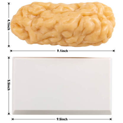 2.5 lbs Fat Replica and Display Base Size